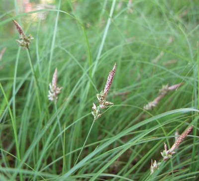 CAREX PENSYLVANICA - AmeriNursery.com