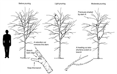 PROPER PRODUCTION PRUNING - AmeriNursery.com