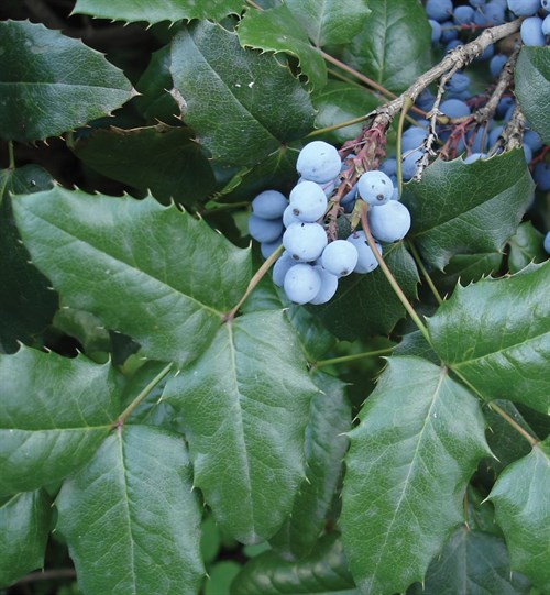 5 Flowering Shrubs That Live for Shade - AmeriNursery.com